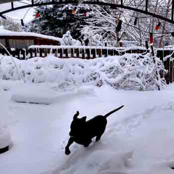 black dog running trhough the snow