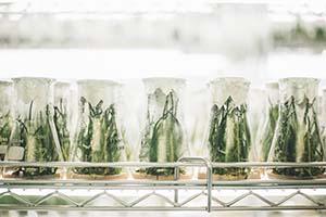 rows of test vials with plants